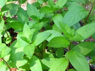 Refresh with Mint-Infused Recipes Image